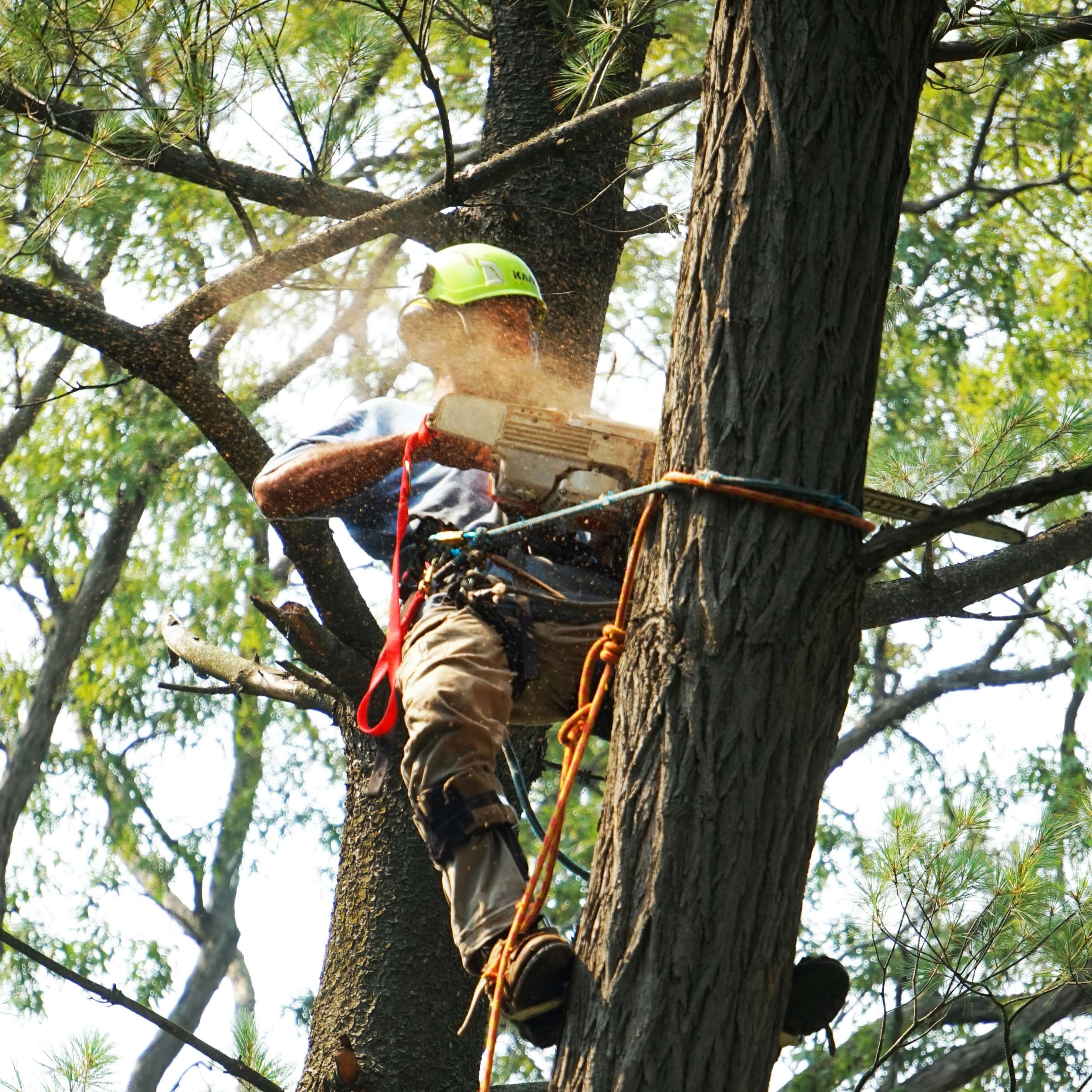 Tree trimming San Marcos - Professional arborist services Professional arborist performing tree trimming service San Marcos CA